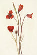 Mariposa écarlate Calochortus kennedyi - Mary Vaux Walcott — vista dell’opera