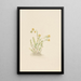 Sedum stenopetalum - Mary Vaux Walcott — quadro incorniciato alla parete