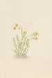 Sedum stenopetalum - Mary Vaux Walcott — vista dell’opera