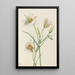 Ségo Lily Calochortus nuttallii - Mary Vaux Walcott — quadro incorniciato alla parete