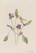 Prunelle commune Prunella vulgaris - Mary Vaux Walcott — vista dell’opera