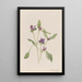Prunelle commune Prunella vulgaris - Mary Vaux Walcott — quadro incorniciato alla parete