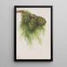 Sequoia gigante Sequoia gigantea - Mary Vaux Walcott — quadro incorniciato alla parete