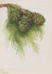 Sequoia gigante Sequoia gigantea - Mary Vaux Walcott — vista dell’opera