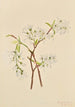 Amélanchier oblongifolia - Mary Vaux Walcott — vista dell’opera