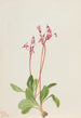 Dodecatheon hendersonii - Mary Vaux Walcott — vista dell’opera