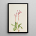 Dodecatheon hendersonii - Mary Vaux Walcott — quadro incorniciato alla parete