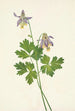Ancolie à éperon court Aquilegia brevistyla - Mary Vaux Walcott — vista dell’opera