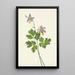 Ancolie à éperon court Aquilegia brevistyla - Mary Vaux Walcott — quadro incorniciato alla parete