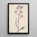Aster conspicuus - Mary Vaux Walcott — quadro incorniciato alla parete