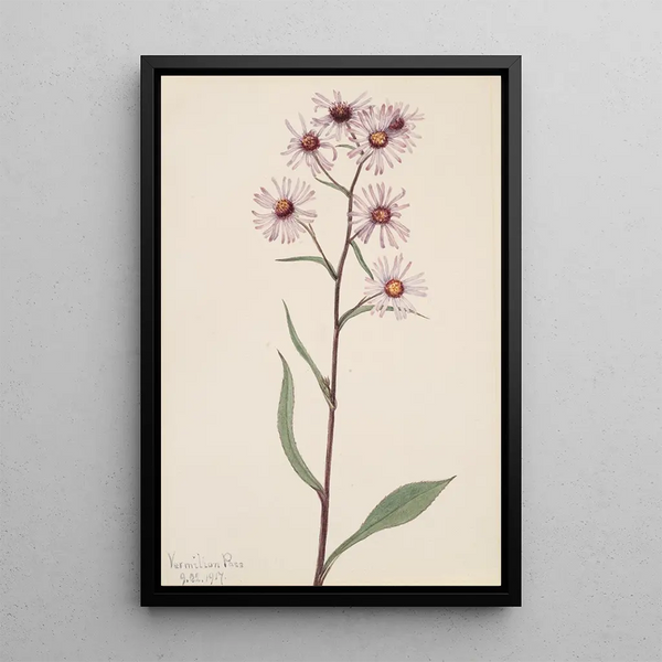 Mary Vaux Walcott - Showy Aster Aster conspicuus.webp