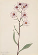 Aster conspicuus - Mary Vaux Walcott — vista dell’opera