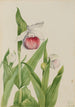 Sabot della Vergine Cypripedium reginae - Mary Vaux Walcott — vista dell’opera