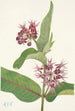 Asclépiade speciosa - Mary Vaux Walcott — vista dell’opera