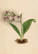Orchidées spectaculaires Orchis spectabilis - Mary Vaux Walcott — vista dell’opera