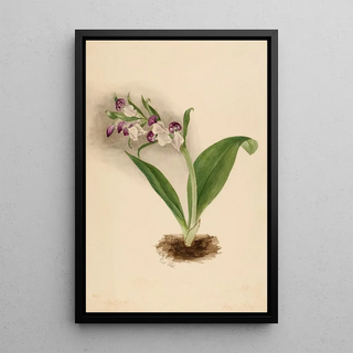 Mary Vaux Walcott - Showy Orchids Orchis spectabilis.webp