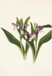 Orchis spectaculaires Orchis spectabilis - Mary Vaux Walcott — vista dell’opera