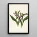 Orchis spectaculaires Orchis spectabilis - Mary Vaux Walcott — quadro incorniciato alla parete