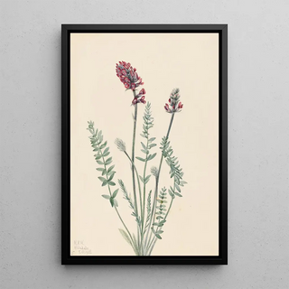 Mary Vaux Walcott - Showy Oxytrope Oxy tropis splendens.webp