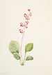 Pyrole asarifolia - Mary Vaux Walcott — vista dell’opera