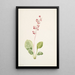 Pyrole asarifolia - Mary Vaux Walcott — quadro incorniciato alla parete