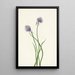 Oignon de Sibérie Allium sibericum - Mary Vaux Walcott — quadro incorniciato alla parete