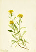 Solidage ciliosa - Mary Vaux Walcott — vista dell’opera