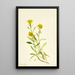 Solidage ciliosa - Mary Vaux Walcott — quadro incorniciato alla parete