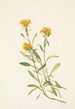 Solidage ciliosa - Mary Vaux Walcott — vista dell’opera