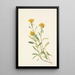 Solidage ciliosa - Mary Vaux Walcott — quadro incorniciato alla parete