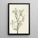 Fleur de chalef argenté Elaeagnus commutata - Mary Vaux Walcott — quadro incorniciato alla parete