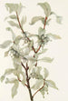 Fruit de chalef argenté Elaeagnus commutata - Mary Vaux Walcott — vista dell’opera