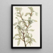 Fruit de chalef argenté Elaeagnus commutata - Mary Vaux Walcott — quadro incorniciato alla parete