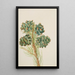 Pin a una foglia Pinus monophylla - Mary Vaux Walcott — quadro incorniciato alla parete