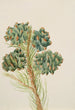 Pin a una foglia Pinus monophylla - Mary Vaux Walcott — vista dell’opera