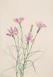 Lygodesmia grandiflora - Mary Vaux Walcott — vista dell’opera