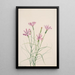 Lygodesmia grandiflora - Mary Vaux Walcott — quadro incorniciato alla parete