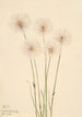 Linaigrette gracile Eriophorum chamissonis - Mary Vaux Walcott — vista dell’opera