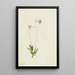 Dodecatheon pauciflorum - Mary Vaux Walcott — quadro incorniciato alla parete