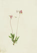 Dodecatheon pauciflorum - Mary Vaux Walcott — vista dell’opera