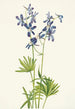 Pied d'alouette mince Delphinium depauperatum - Mary Vaux Walcott — vista dell’opera