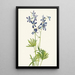 Pied d'alouette mince Delphinium depauperatum - Mary Vaux Walcott — quadro incorniciato alla parete