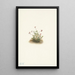Canneberge petite Oxycoccus palustris - Mary Vaux Walcott — quadro incorniciato alla parete