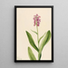 Orchidée frangée pourpre Habenaria psychodes - Mary Vaux Walcott — quadro incorniciato alla parete