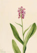 Orchidée frangée pourpre Habenaria psychodes - Mary Vaux Walcott — vista dell’opera