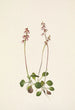 Petite pyrole Pyrola minor - Mary Vaux Walcott — vista dell’opera