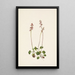 Petite pyrole Pyrola minor - Mary Vaux Walcott — quadro incorniciato alla parete