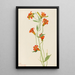 Petit lis tigré Lilium parvum - Mary Vaux Walcott — quadro incorniciato alla parete