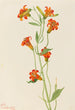 Petit lis tigré Lilium parvum - Mary Vaux Walcott — vista dell’opera