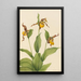 Petit sabot di Venere giallo Cypripedium parviflorum - Mary Vaux Walcott — quadro incorniciato alla parete